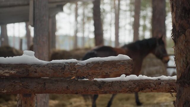 snow dusted rustic fence in foreground, grazing horse blurred behind in winter paddock with pine trunks and barn outlines; atmospheric shallow depth shot conveying texture, distance and pastoral calm