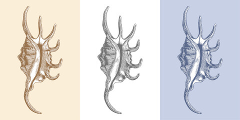 Detailed pen and ink sketch of a large spider shell with textured surface in Sepia, Black and White and Blue. Vector hand drawn illustration