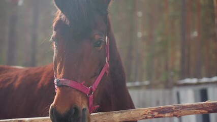 equine portrait warmth, closeup of horse with expressive gaze and textured coat, sundrenched equine features highlighting eyes and textured fur - Powered by Adobe