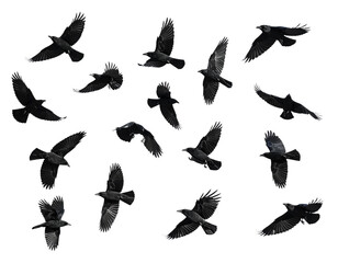 Black flying birds flock isolated on white and transparent background Remove png