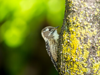 木にとまるコゲラ