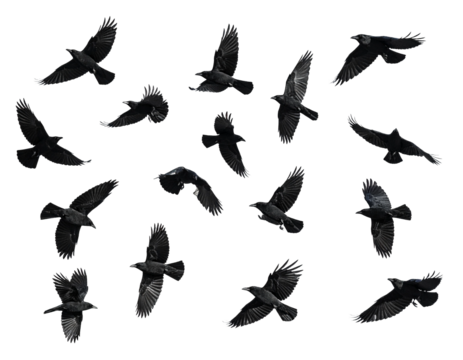 Black flying birds flock isolated on white and transparent background Remove png