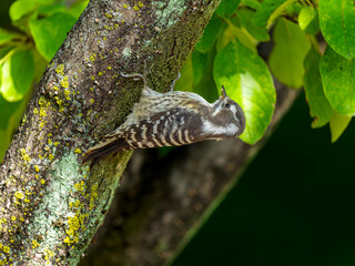 木にとまるコゲラ