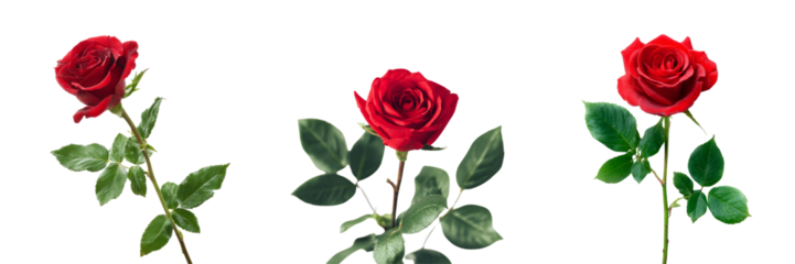 Stunning red roses on transparent background floral arrangement nature isolated view