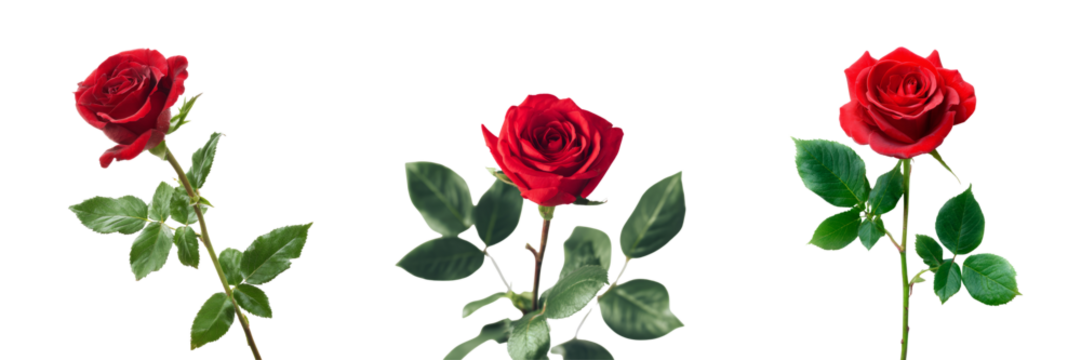 Stunning red roses on transparent background floral arrangement nature isolated view