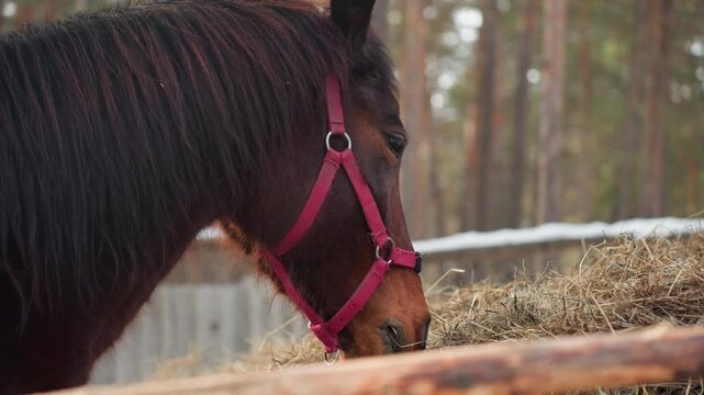 horse grazing beneath pine branches, quiet horse nibbling hay with rustic surroundings and cozy atmosphere, gentle mare feeding on hay under pine canopy in rustic winter scene with pink halter