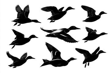 Fototapeta premium silhouette of ducks flying in different poses