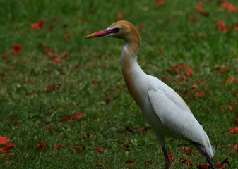 A colourful cattle egret is seen foraging in the lawn area of a large campus
