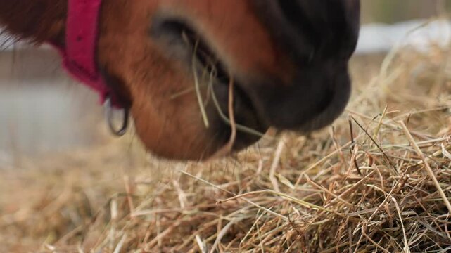 horse chewing hay, intimate shot of horse nibbling hay, detailed view of horse grazing in winter stall, cinematic macro capturing horse munching hay with textured straw and sensory richness