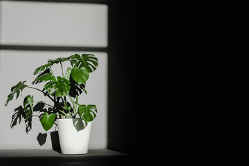 Monster flower in a large white pot against the wall, illuminated by the sun. © Artem