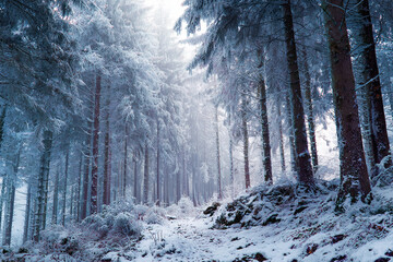 Naklejka premium snow covered pine forest path in winter with bright light