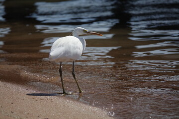 the beautiful little egret (Egretta garzetta)