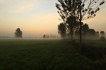 the fog at dawn in the cultivated fields of the countryside