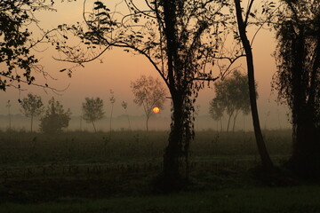 the fog at dawn in the cultivated fields of the countryside