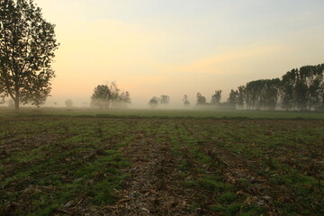 the fog at dawn in the cultivated fields of the countryside