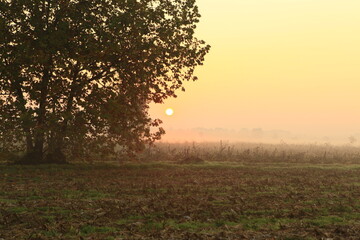 the fog at dawn in the cultivated fields of the countryside