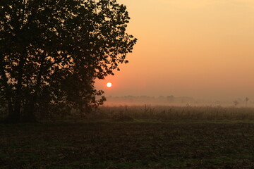 the fog at dawn in the cultivated fields of the countryside