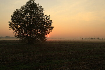 the fog at dawn in the cultivated fields of the countryside