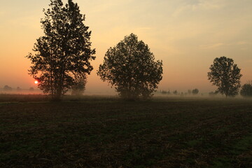 the fog at dawn in the cultivated fields of the countryside
