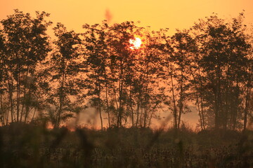 the fog at dawn in the cultivated fields of the countryside