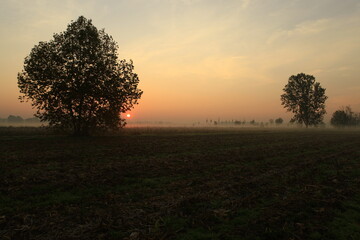 the fog at dawn in the cultivated fields of the countryside