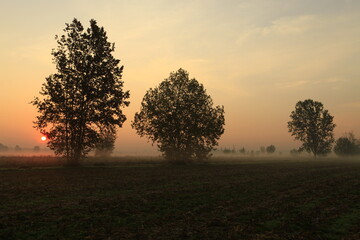 the fog at dawn in the cultivated fields of the countryside