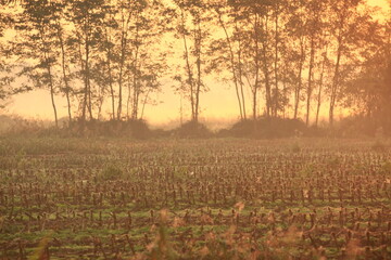 the fog at dawn in the cultivated fields of the countryside