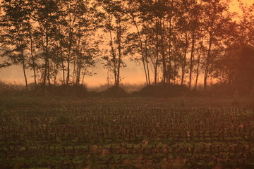 the fog at dawn in the cultivated fields of the countryside