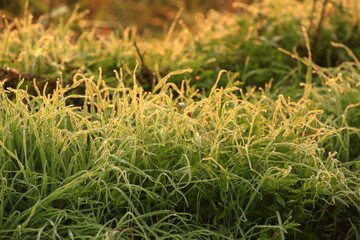 dew drops at sunrise in the field