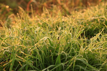 dew drops at sunrise in the field