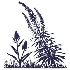 echium russicum on white background 