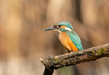 Common Kingfisher (Alcedo atthis) Perched on a Branch in Natural Habitat