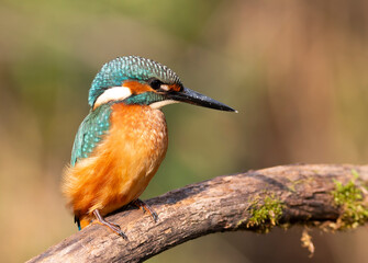 Close-up Side Profile of a Kingfisher on a Branch