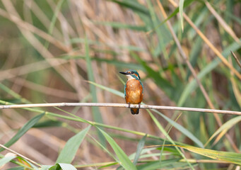 A kingfisher sits on a reed branch above the river, waiting for prey