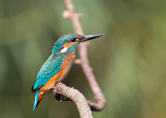 Common Kingfisher Perched by the Riverbank