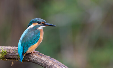 Portrait of a young female kingfisher in natural light