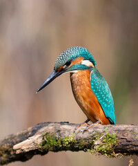Vibrant Common Kingfisher (Alcedo atthis) Perched on a Branch