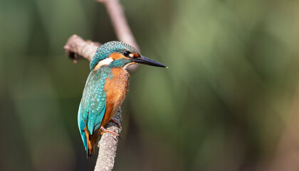 Close-up Portrait of a Common Kingfisher Bird