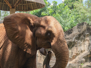 African Elephant Head Profile