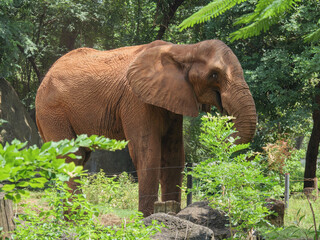African Elephant Full Body in Natural Habitat