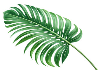 tropical nature green palm leaf isolated on transparent pattern background png file 2