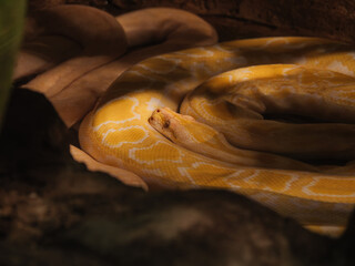 Albino Python Coiled in Golden Light