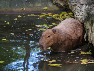 Capybara Bathing in Pond