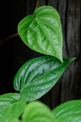 Dark Green Vine Leaves on Wood Background