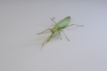 Green praying mantis on white surface in natural macro shot showing insect details, posture, legs and body structure