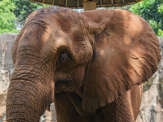 Elephant Face Texture Close-up