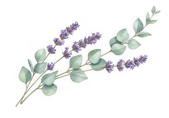 Watercolor illustration of lavender flowers eucalyptus leaves branch, isolated on transparent background