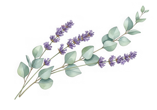 Watercolor illustration of lavender flowers eucalyptus leaves branch, isolated on transparent background