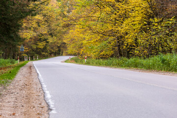 road in autumn forest, Bialowieza Forest, Poland, Hajnówka- Białowieża