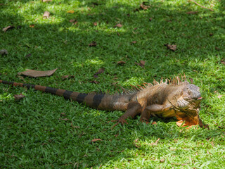 Iguana Resting on Green Lawn